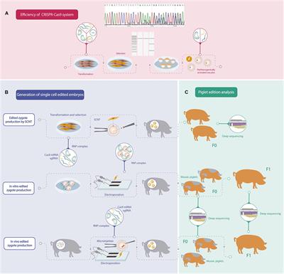 Practical Approaches for Knock-Out Gene Editing in Pigs